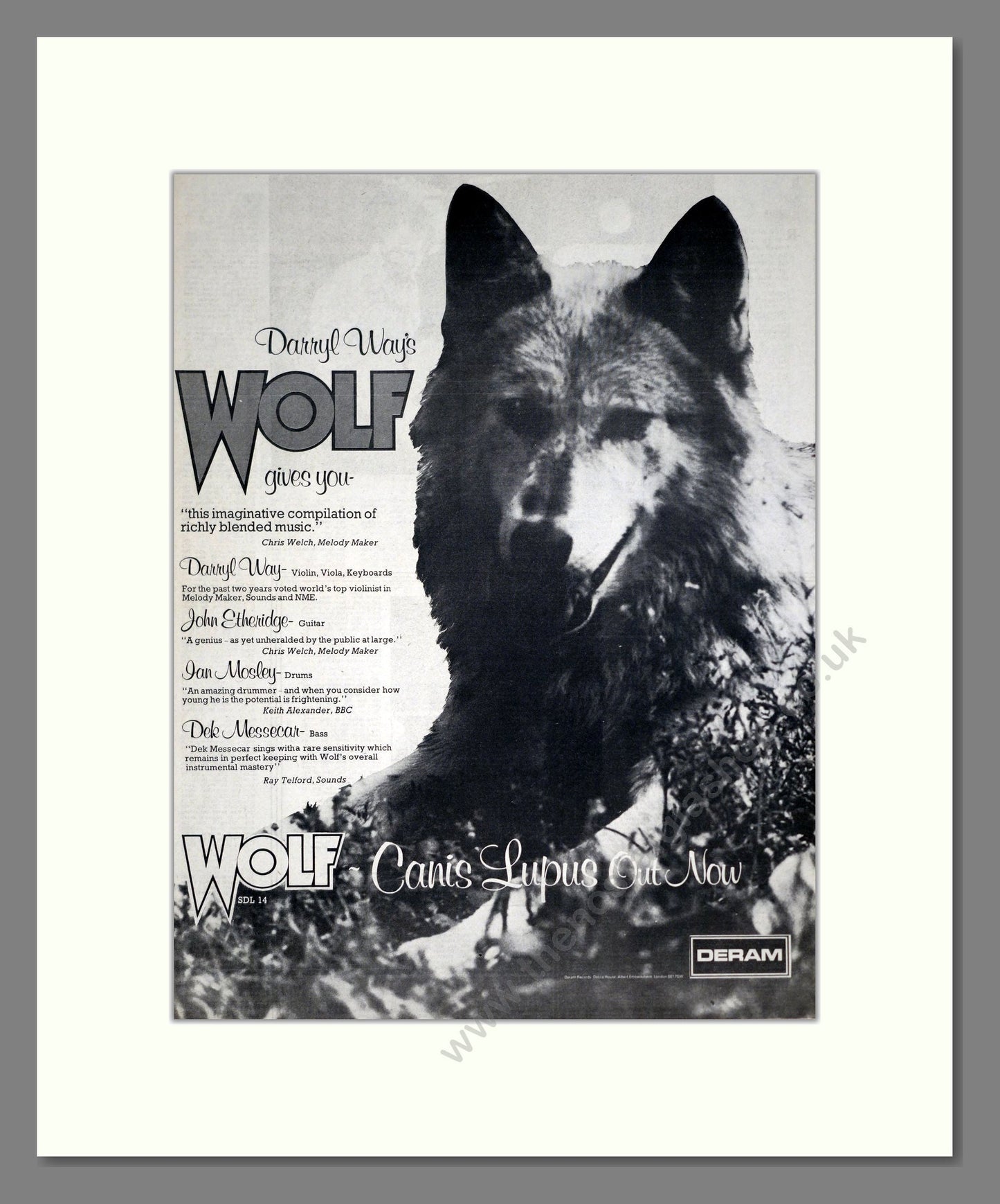 Wolf - Canis Lupus. Vintage Advert 1973 (ref AD20492)
