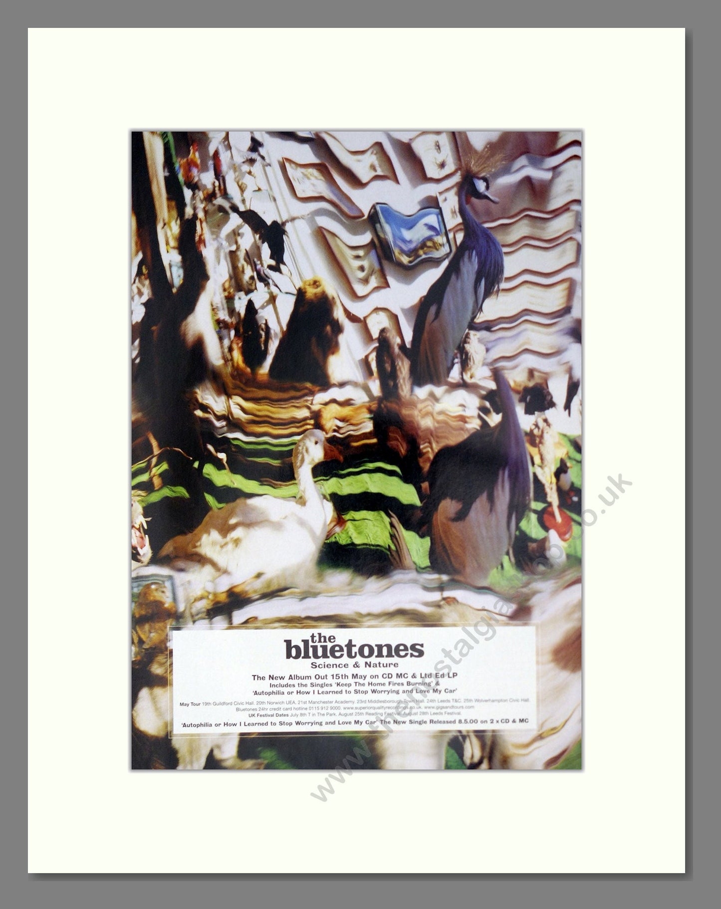 Bluetones (The) - Science And Nature. Vintage Advert 2000 (ref AD63698)