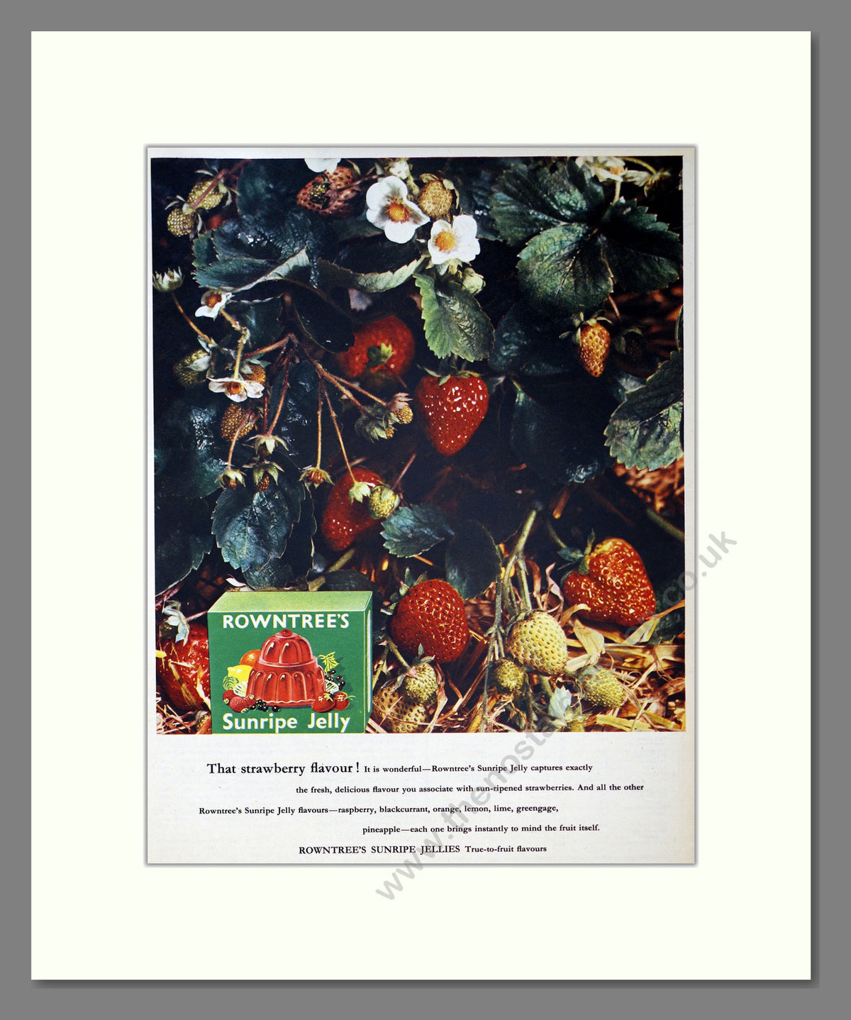 Rowntree's Sunripe Jelly. Vintage Original Advert 1955 (ref AD304137)