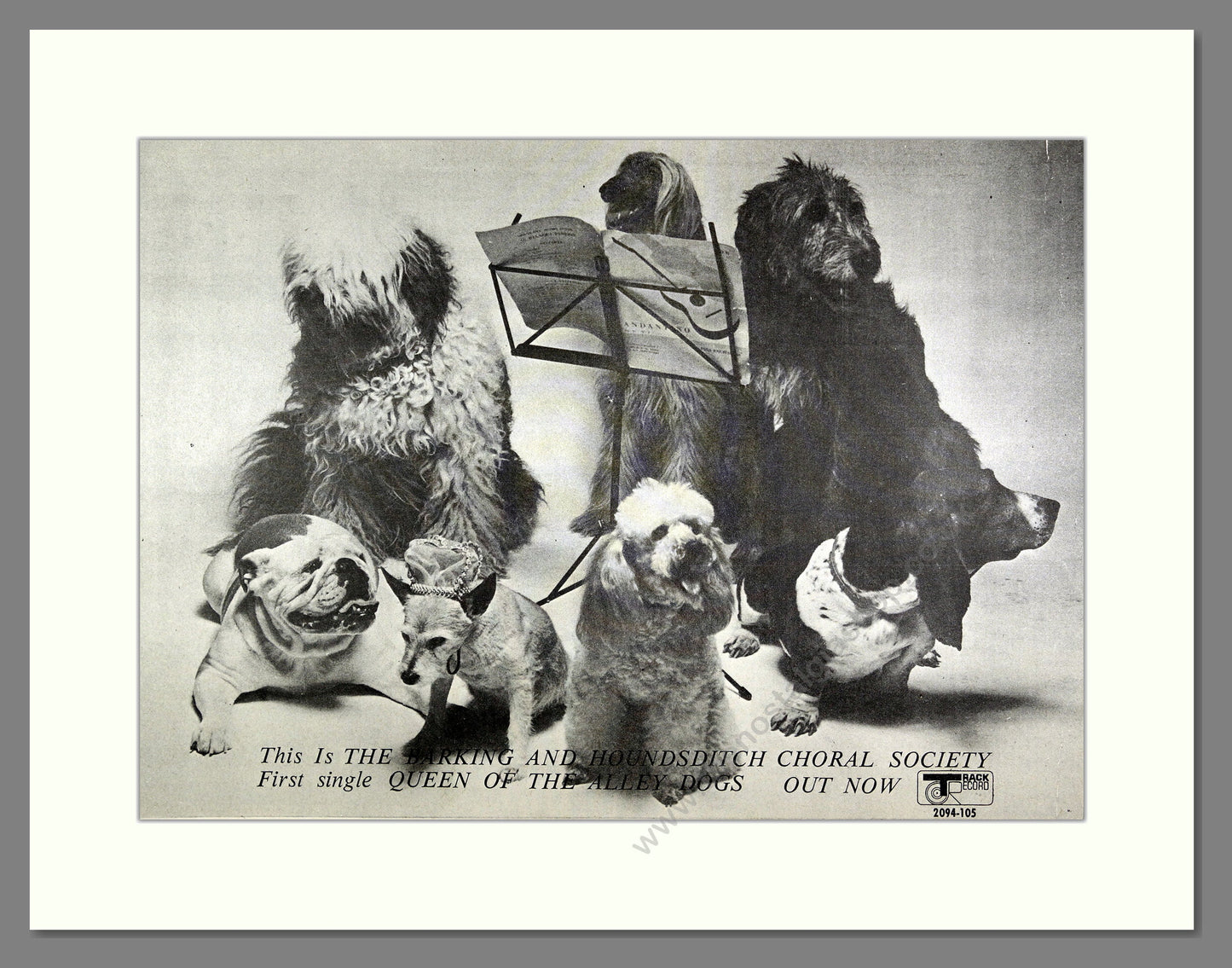 Barking and Houndsditch Choral Society - Queen of the Alley Dogs. Vintage Advert 1972 (ref AD16244)