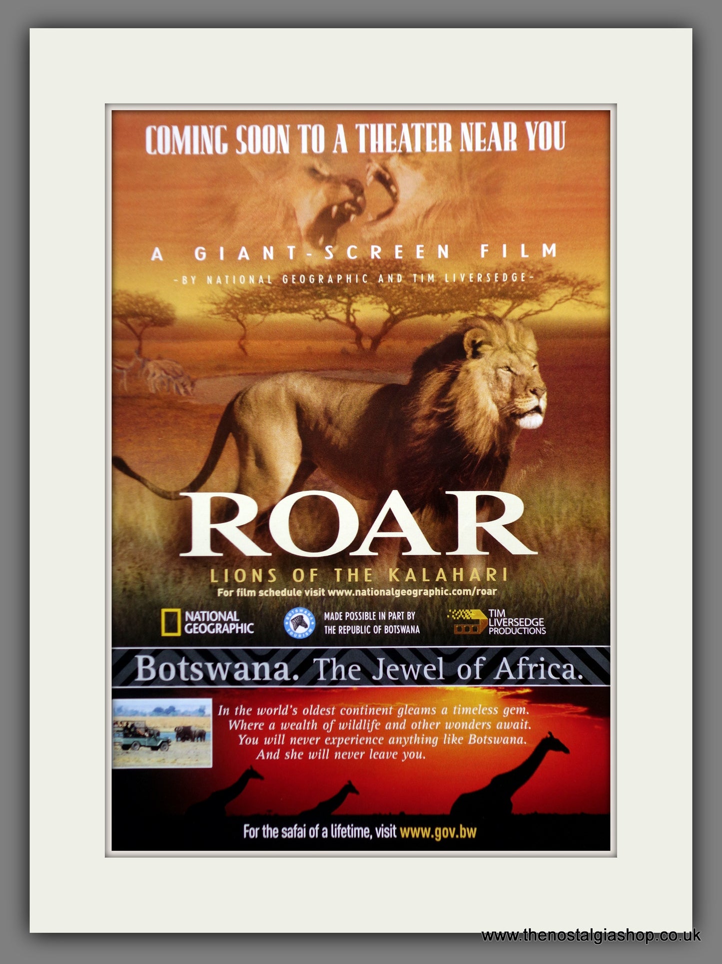 Roar. Lions Of The Kalahari. 2005 Original Advert (ref AD60782)