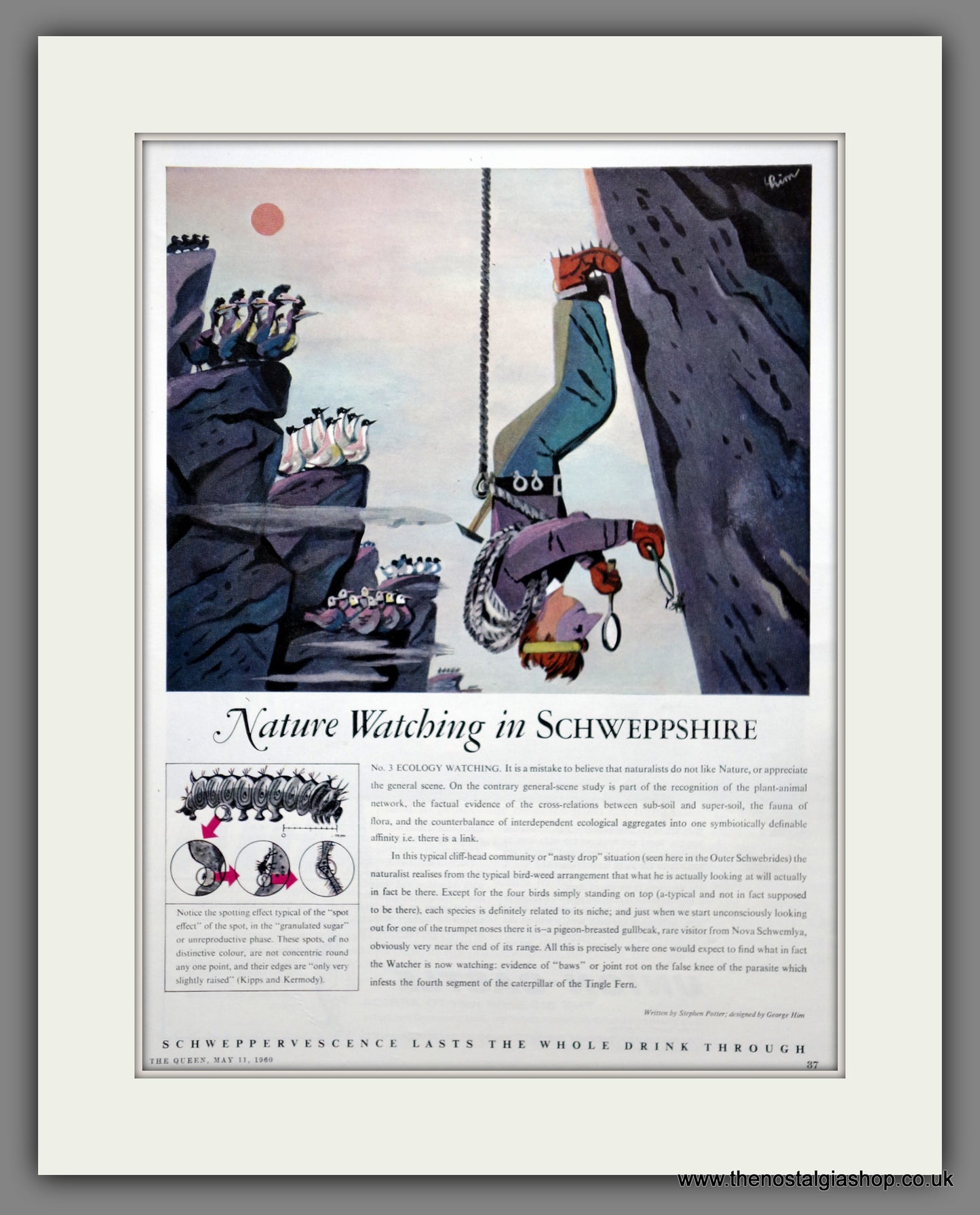 Schweppes Tonic Water. Original Advert 1960 (ref AD301025)