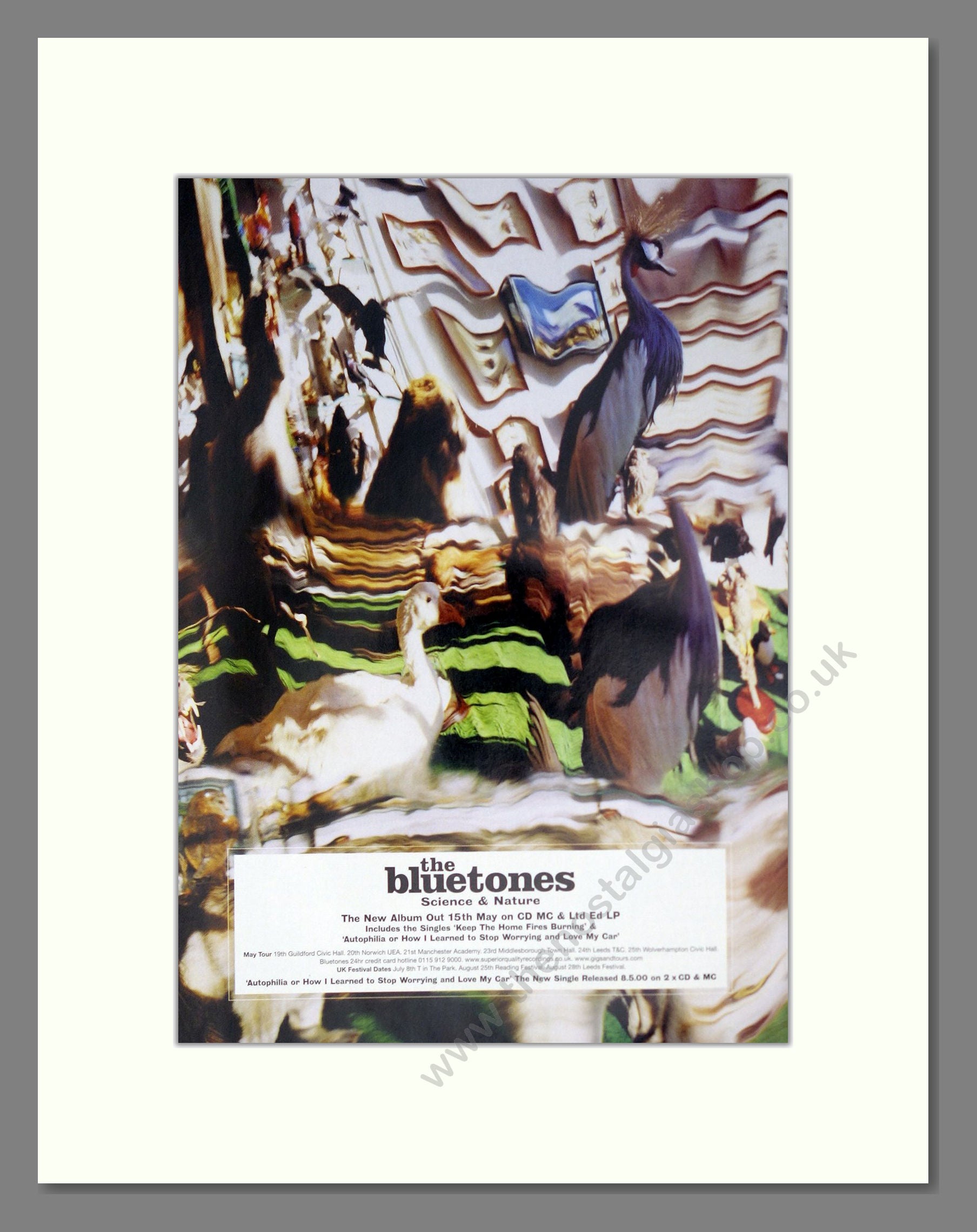 Bluetones (The) - Science And Nature. Vintage Advert 2000 (ref AD63698)