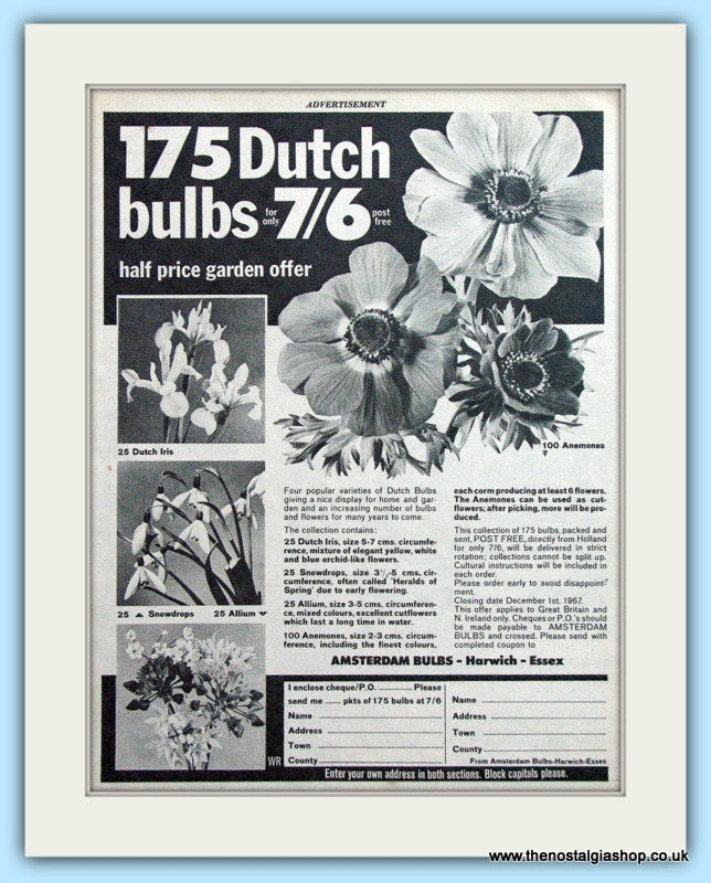 175 Dutch Bulbs Original Advert 1967 (ref AD4912)
