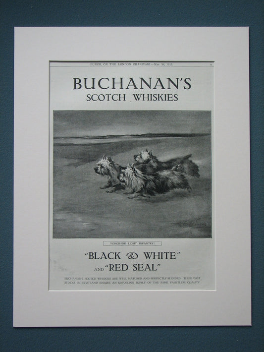 Buchanan's Scotch Whiskies (Yorkshire Terriers) 1915 Original advert (ref AD813)