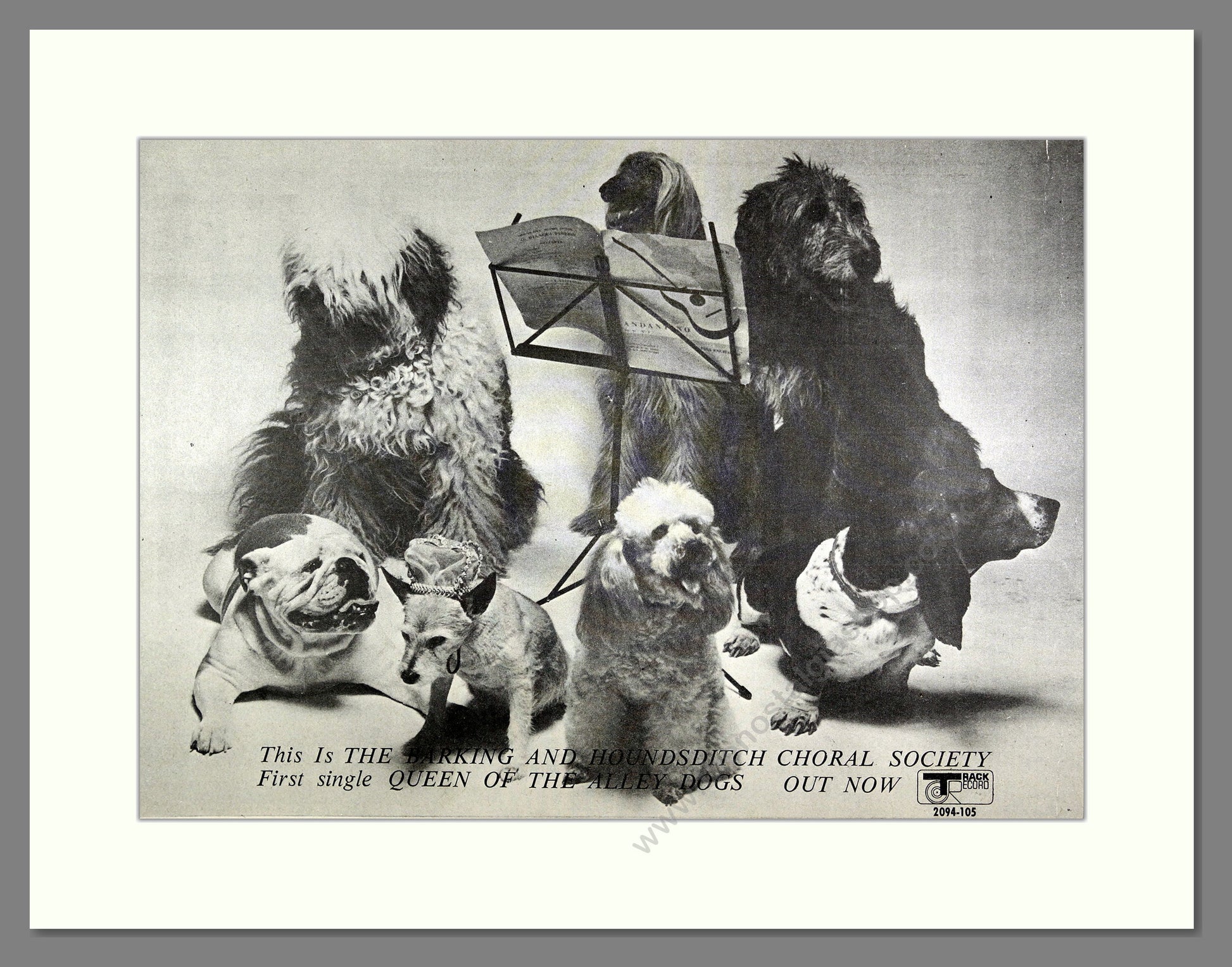 Barking and Houndsditch Choral Society - Queen of the Alley Dogs. Vintage Advert 1972 (ref AD16244)