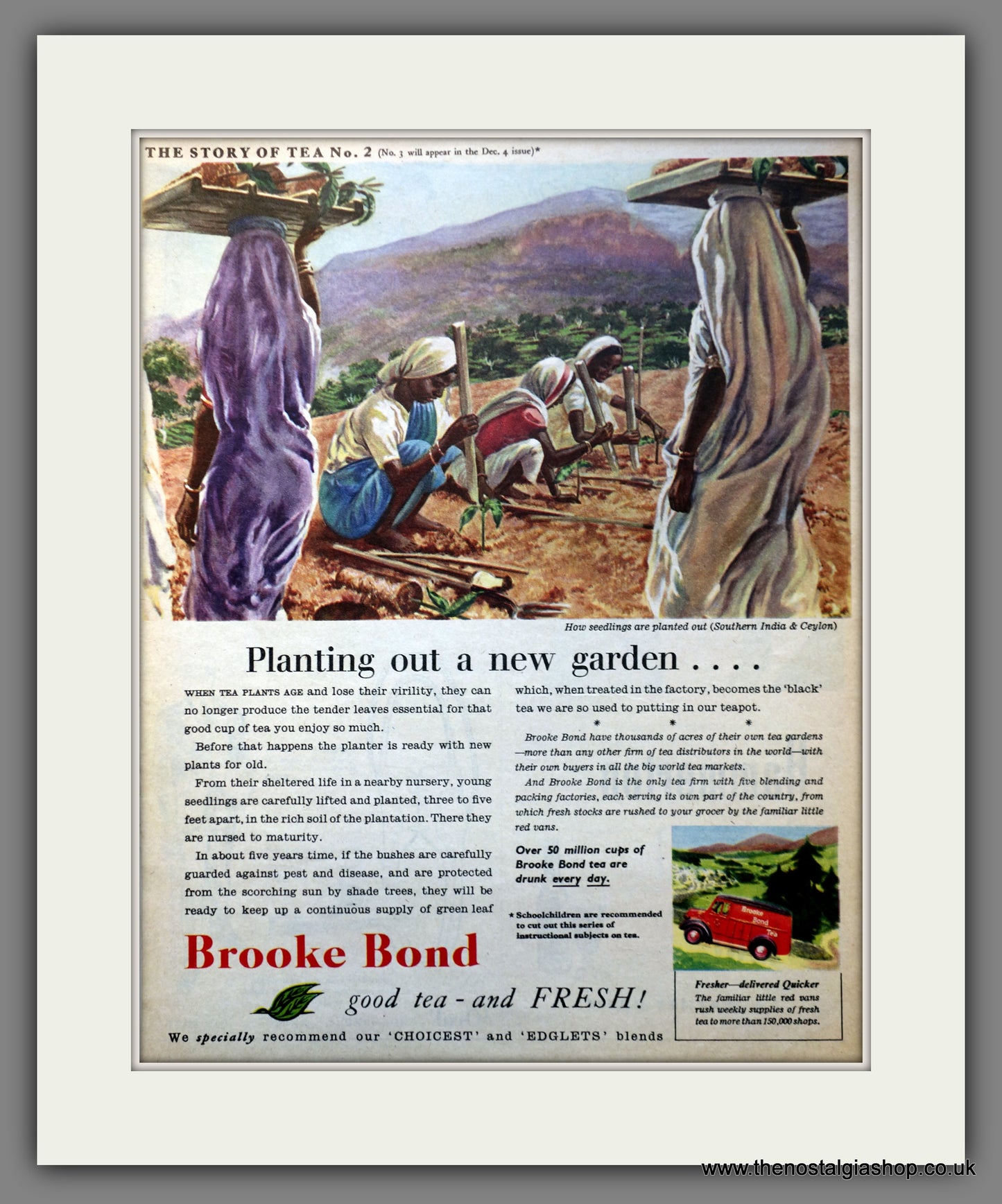 Brooke Bond Tea. Original Advert 1954 (ref AD300962)