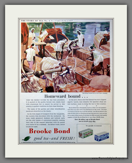 Brooke Bond Tea. Original Advert 1954 (ref AD300963)
