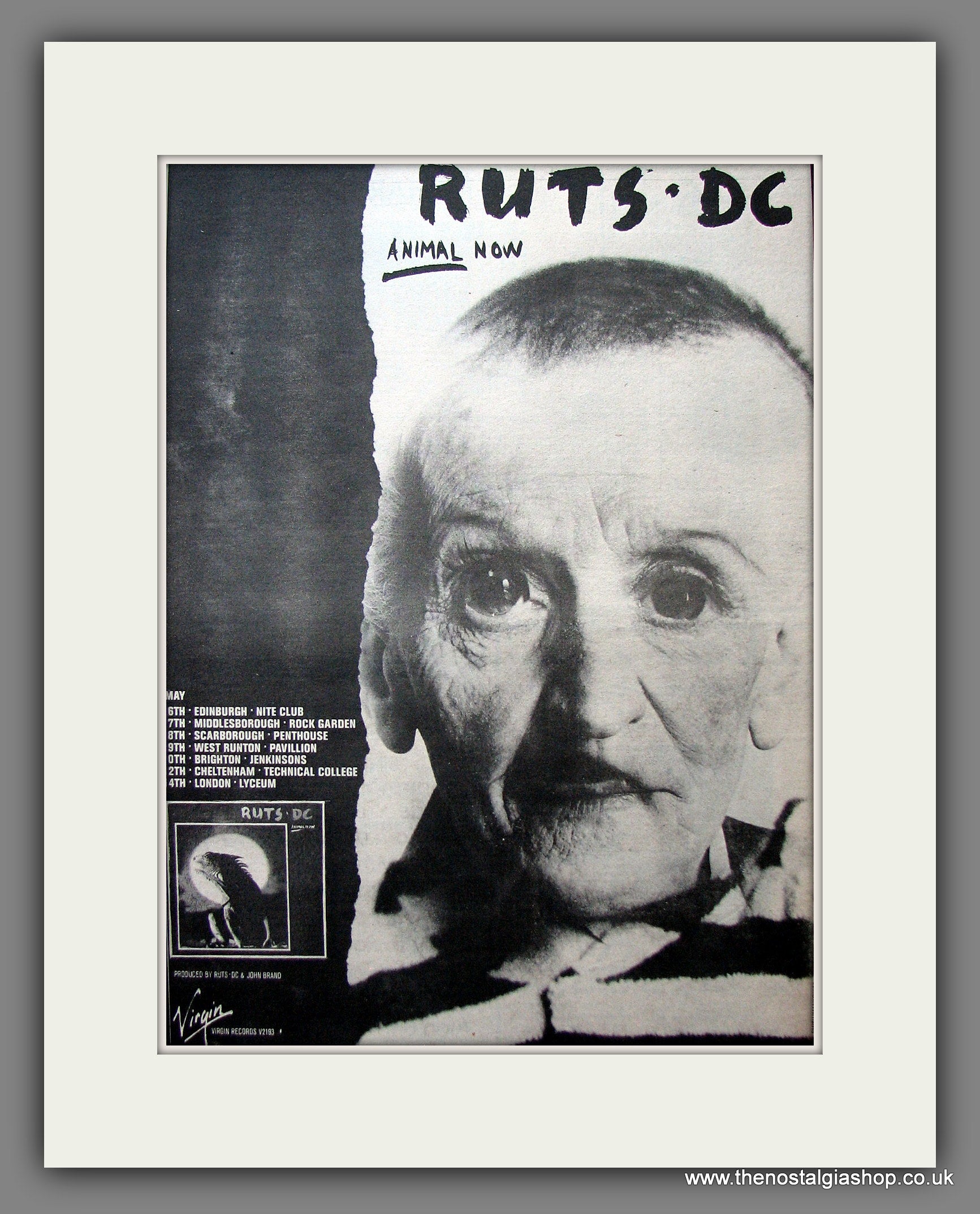 Ruts. DC Animal Now. Vintage Advert 1981 (ref AD13976) – The Nostalgia Shop