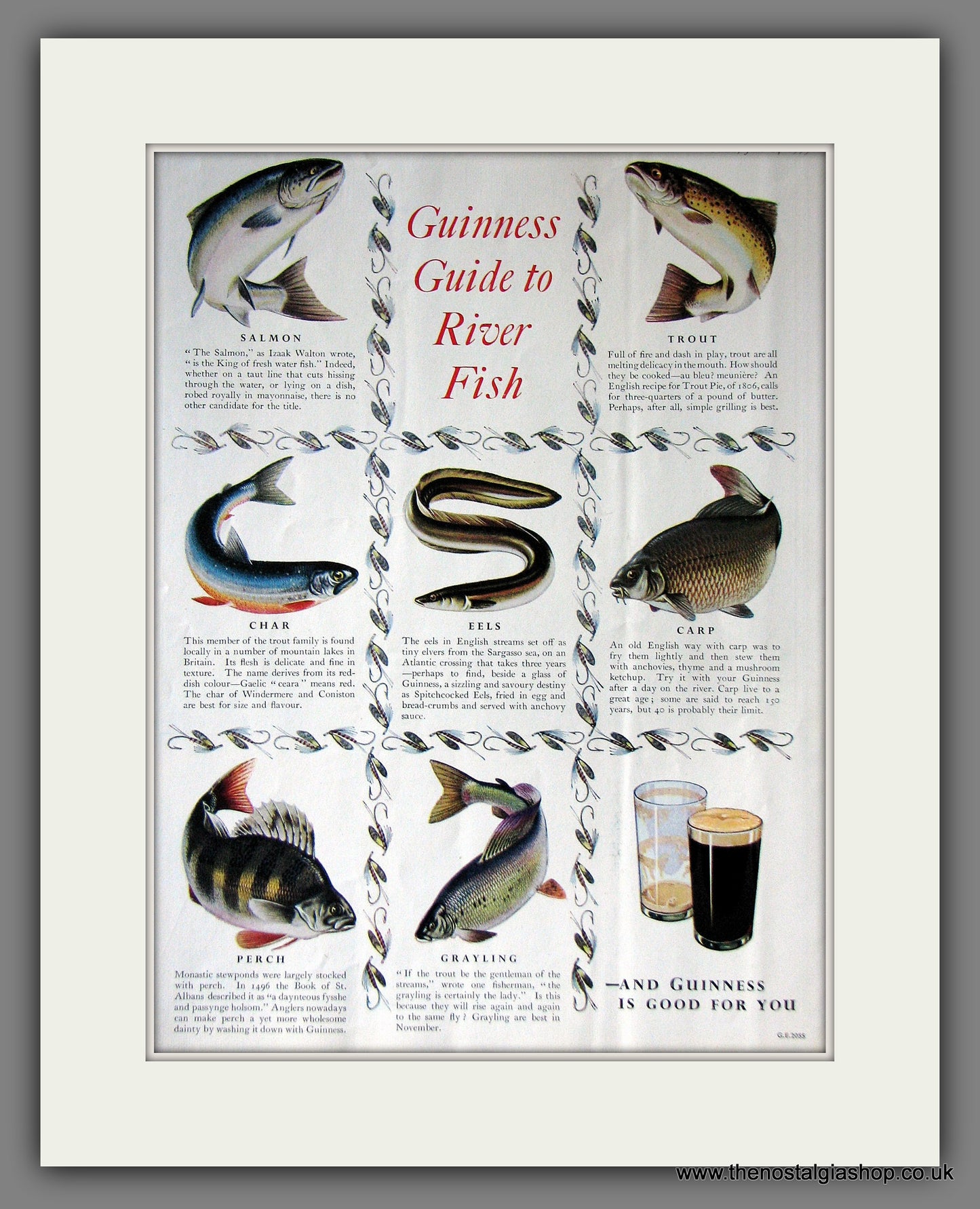 Guinness Guide To River Fish. 1953 Original Advert  (ref AD56328)